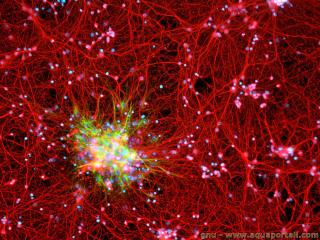 Rseau d'astrocytes (vert) et les neurones (rouge)
