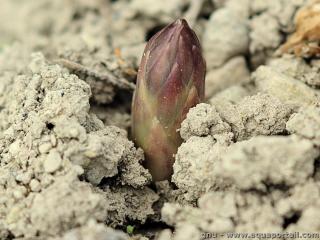 Le turion d'une asperge a une forme de pointe