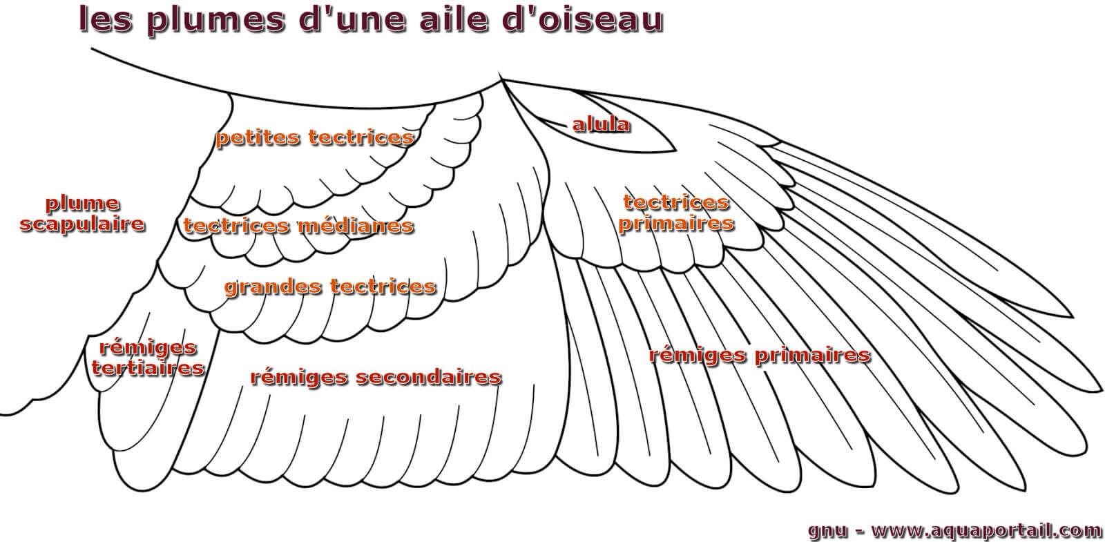 Tectrice : définition et explications