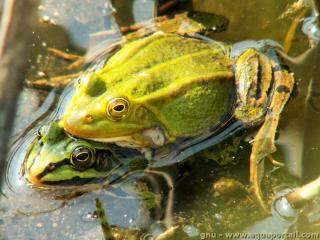 L'amplexus se droule soit hors, soit dans l'eau