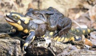 Un amplexus (fautif) entre une grenouille rousse et une salamandre