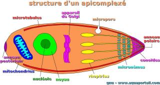 Structure d'un apicomplex Apicomplexa