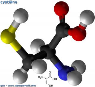 cystine