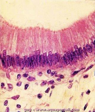 Des entrocytes d'pithlium dans l'intestin