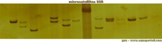 Microsatellites SSR d'ADN