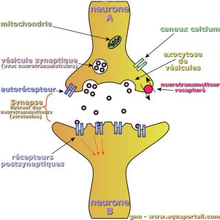 exocytose