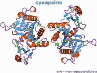 synapsine