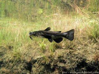 Ictaluridae (espce Ameiurus melas)