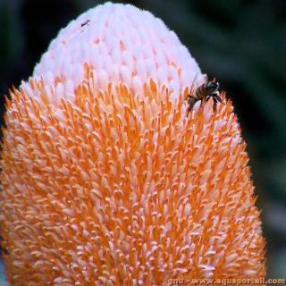 L'anthse d'une fleur de Banksia prionotes