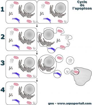 Squence schmatique de l'apoptose