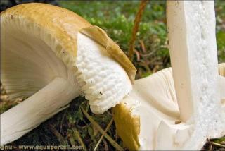 Russula ochroleuca a un chapeau pilique