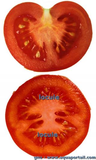 locule