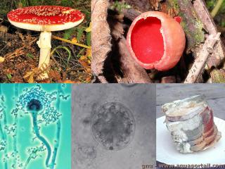 mycologie
