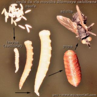 Cycle de vie mouche : oeufs, asticots, pupe, adulte