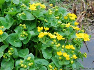L'ombrochorie est utilise par le ppulage des marais <i>Caltha palustris</i>