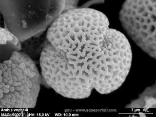 Un grain de pollen tricolpate