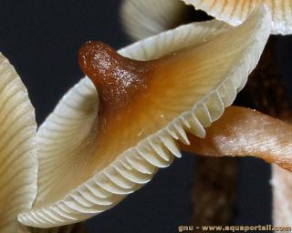Umbo d'un champignon
