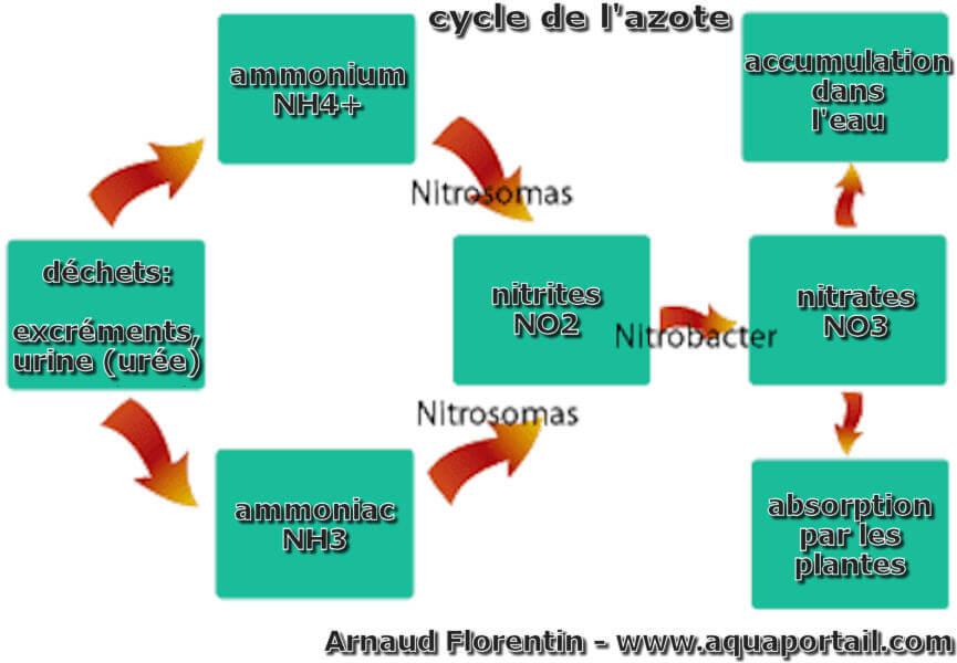 Cycle de l'azote : définition et explications