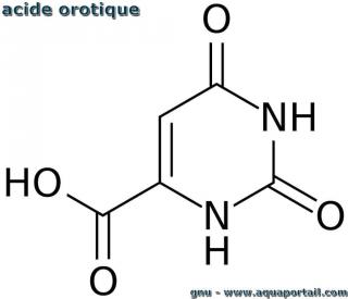 acide orotique