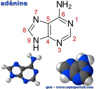adnine