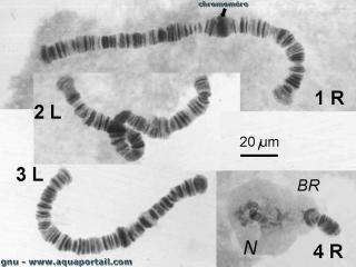 Des chromomres (1 signal) de chromosome polytne de Chironomus riparius