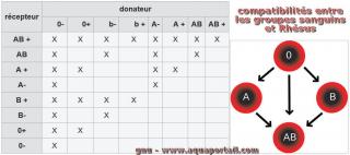 Tableau des compatibilits entre groupes sanguins