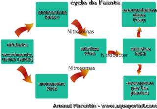 cyclage aquarium aprs le cycle de l'azote