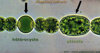 Htrocyste et akinte de Anabaena solitaria