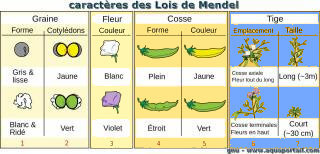 Caractres des lois de Mendel