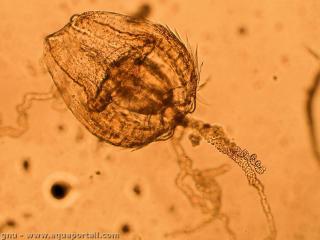 Un microplancton : une larve de ctnophore
