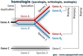 orthologie