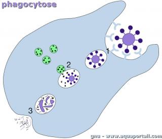 Un phagolysosome lors d'une phagocytose