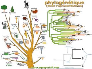 phylogntique