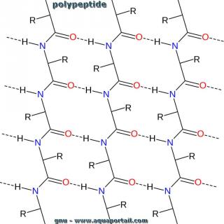 polypeptide