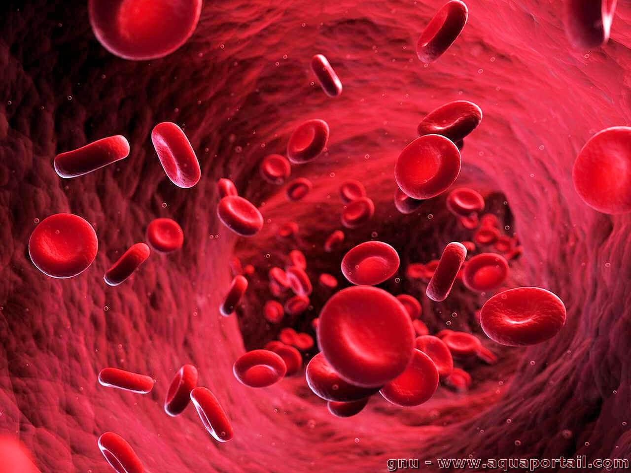 Globule Rouge D finition Et Explications Globule Rouge D finition Et Explications