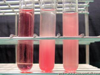 Hmolyse de cellules sanguines