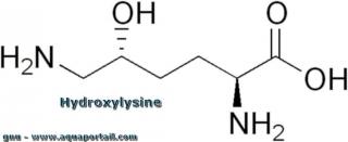 hydroxylysine