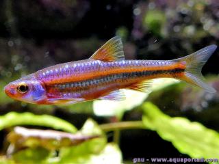 Un Notropsis chrosomus mle en aquarium