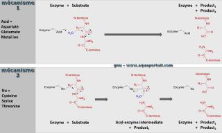 peptidase
