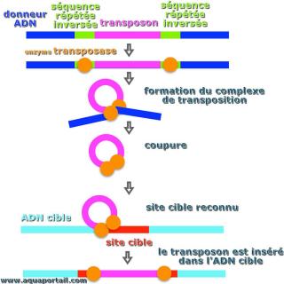 transposon