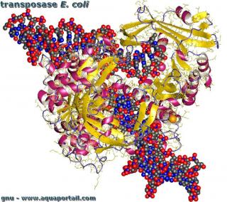 transposase