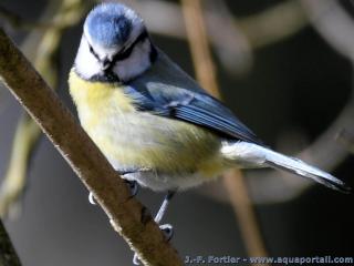 Une msange, ici bleue (Cyanistes caeruleus), zinzinule