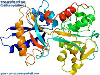 transferrine