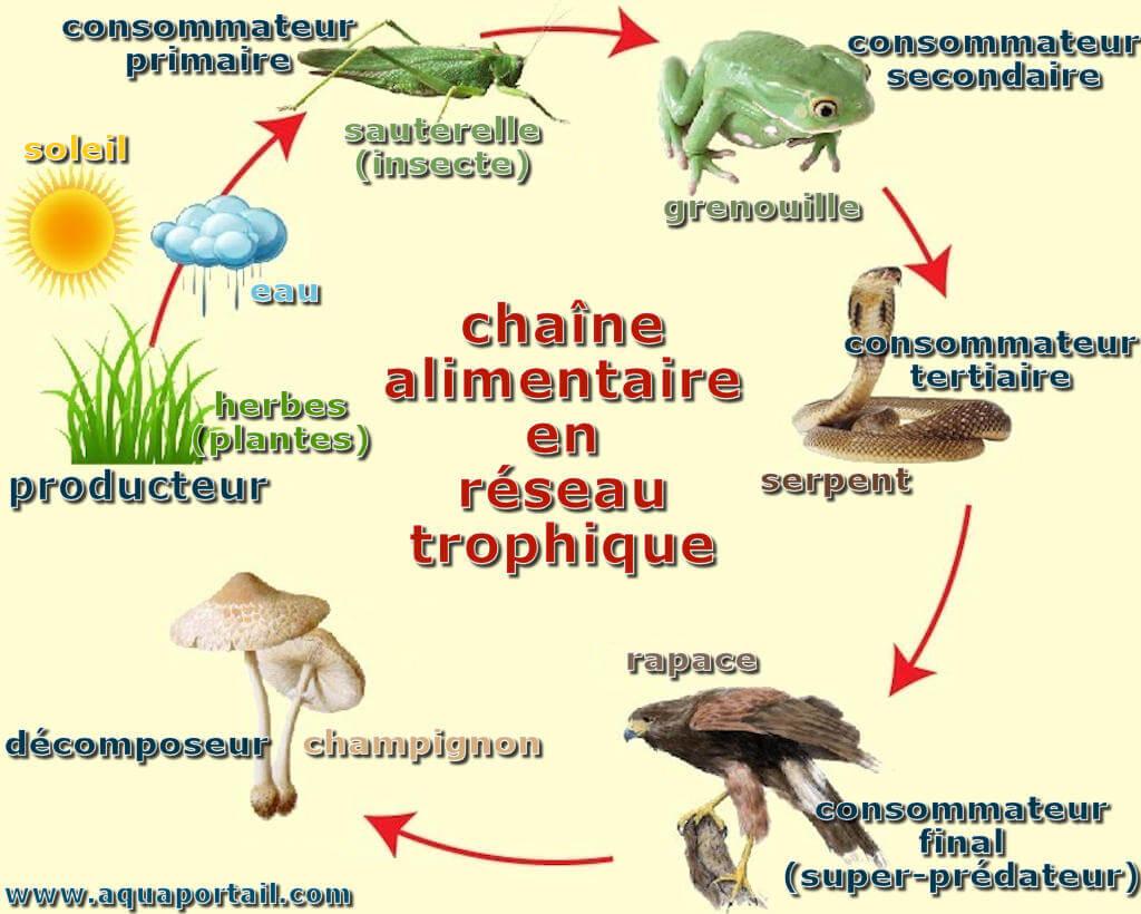 R seau Alimentaire Simple S ance 13 Les Relations Trophiques Et R seau Alimentaire Simple S ance 13 Les Relations Trophiques Et