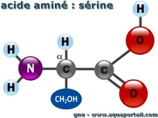 Un acide amin (srine)