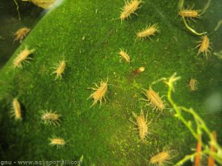 Asellidae (especie Asellus aquaticus)