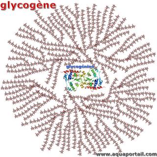 Structure dveloppe du glycogne avec la glycognine au centre