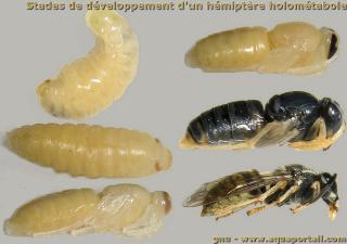 holomtabolisme