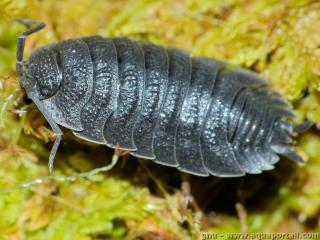 Isopoda (espce Porcellio scaber)