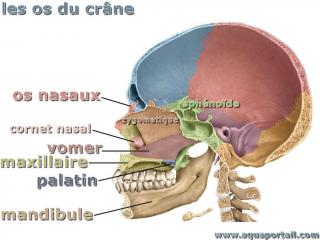 Le vomer parmi d'autres os du crne humain